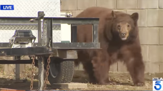 A black bear roams through a yard in Monrovia during a live TV news broadcast Sunday, March 15, 2026.