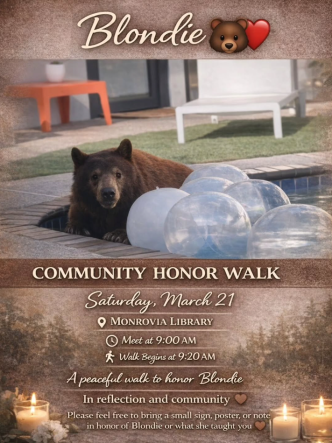 Blondie, a Monrovia mother bear was euthanized in March 2026.