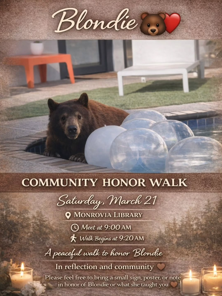 Blondie, a Monrovia mother bear was euthanized in March 2026.