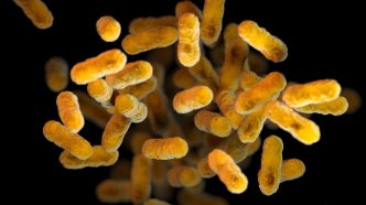 A computer-generated image shows Bordetella pertussis, the bacteria that causes whooping cough.