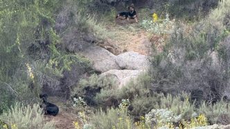 Authorities are seeking these two dogs that are believed to have fatally mauled a wild burro in Reche Canyon.