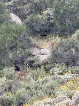 Authorities are seeking these two dogs that are believed to have fatally mauled a wild burro in Reche Canyon.