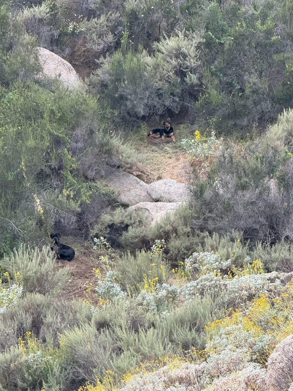 Authorities are seeking these two dogs that are believed to have fatally mauled a wild burro in Reche Canyon.