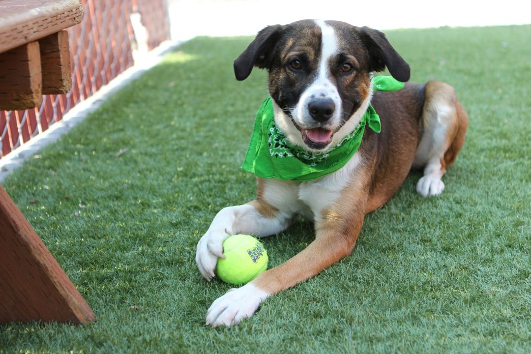 Dog, pets, animal services, Baldwin Park, Los Angeles County