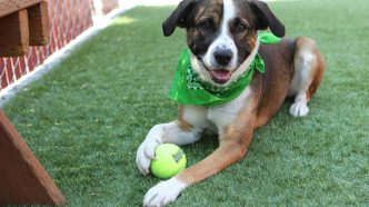 Dog, pets, animal services, Baldwin Park, Los Angeles County
