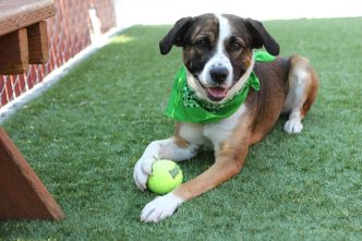 Dog, pets, animal services, Baldwin Park, Los Angeles County