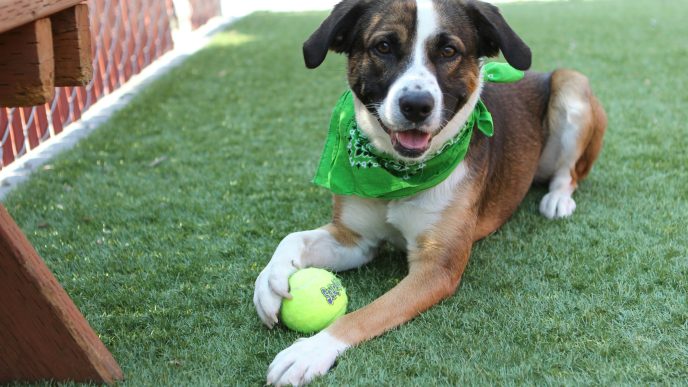Dog, pets, animal services, Baldwin Park, Los Angeles County