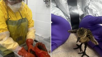 Oiled Wildlife Care Network members cleanse birds affected by an oil spill in East LA.