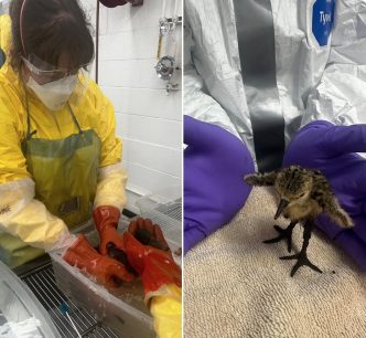 Oiled Wildlife Care Network members cleanse birds affected by an oil spill in East LA.