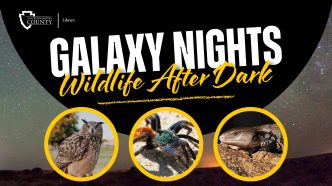 Galaxy Nights: Wildlife After Dark