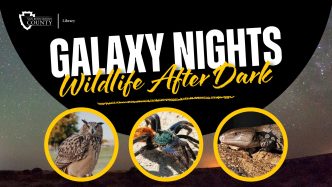 Galaxy Nights: Wildlife After Dark