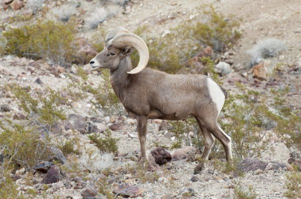 A desert bighorn sheep.
