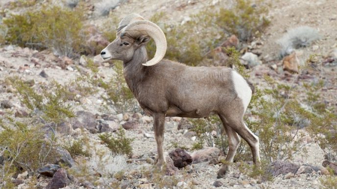 A desert bighorn sheep.
