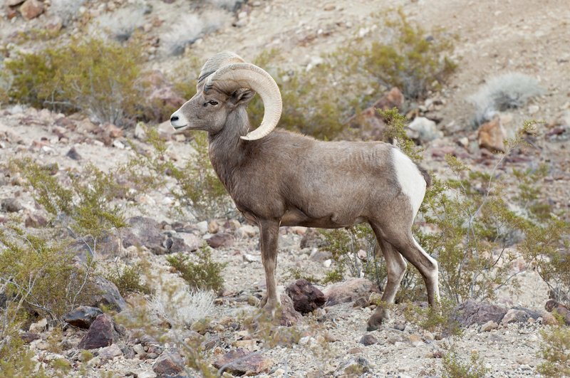 A desert bighorn sheep.