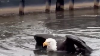 A bald eagle struggles in the water at Big Bear Lake.