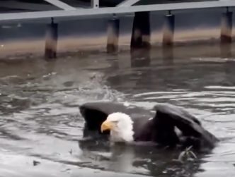 A bald eagle struggles in the water at Big Bear Lake.