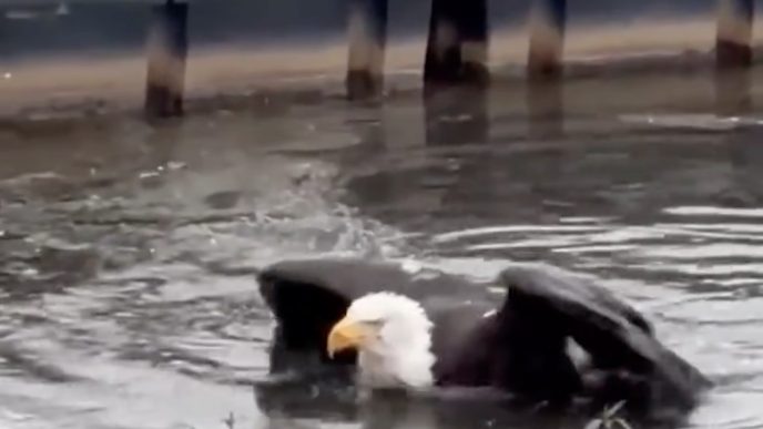 A bald eagle struggles in the water at Big Bear Lake.