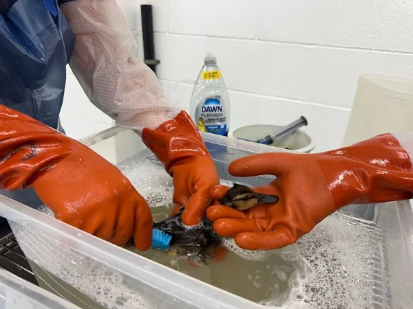 Members of the Oiled Wildlife Care Network wash oil off of a bird.