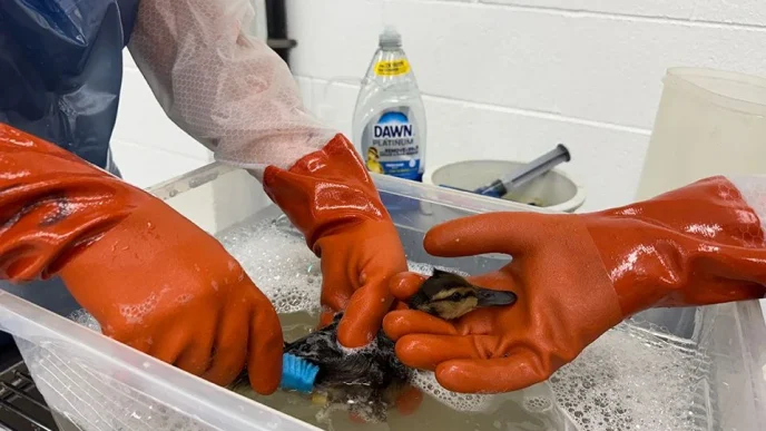 Members of the Oiled Wildlife Care Network wash oil off of a bird.