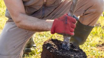 Planting a shade tree.