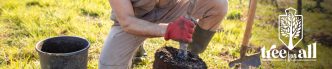 Planting a shade tree.
