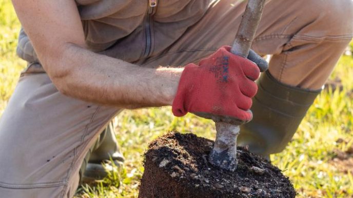 Planting a shade tree.