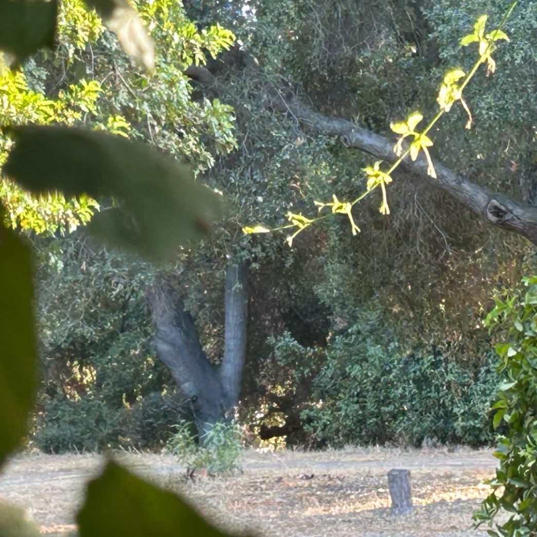 Santa Anita Park oak trees.