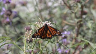 A monarch butterfly feeds on nectar from narrow leaf milkweed, a California native plant upon which the declining species depends.