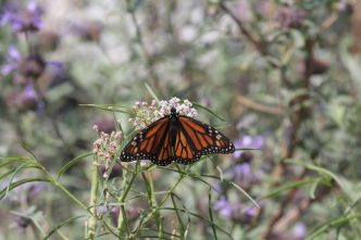A monarch butterfly feeds on nectar from narrow leaf milkweed, a California native plant upon which the declining species depends.