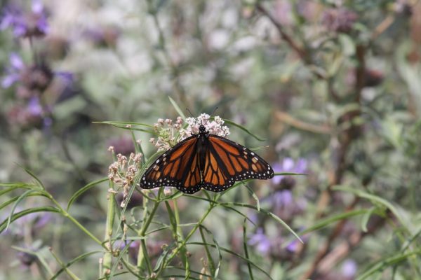 A monarch butterfly feeds on nectar from narrow leaf milkweed, a California native plant upon which the declining species depends.
