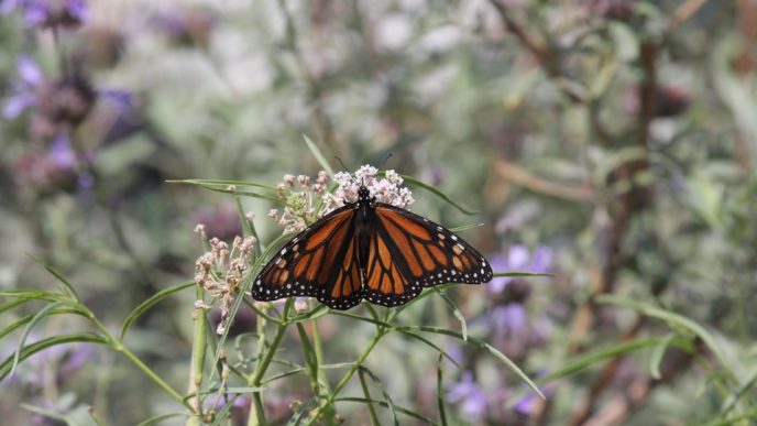 A monarch butterfly feeds on nectar from narrow leaf milkweed, a California native plant upon which the declining species depends.