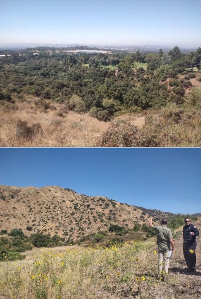 Typical vegetation in the SGV that can increase wildfire risk and spread.