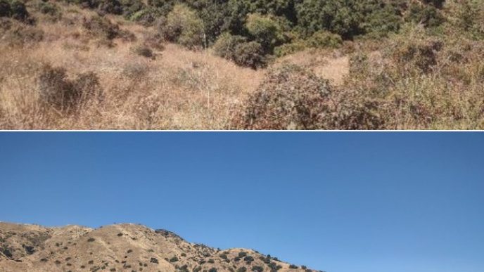Typical vegetation in the SGV that can increase wildfire risk and spread.