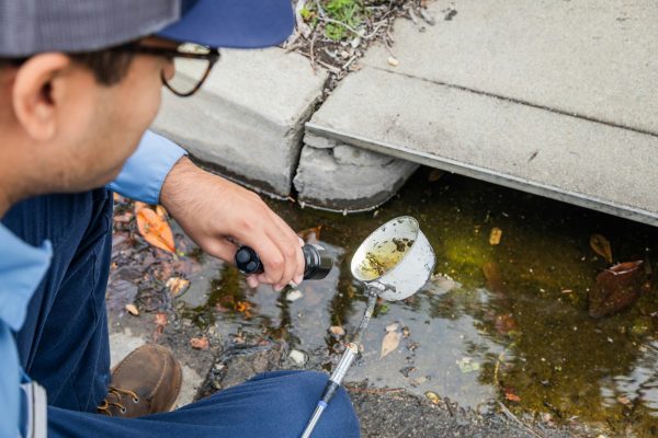 Mosquito sampling.