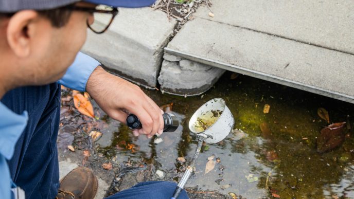 Mosquito sampling.